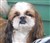 Phoebe5.jpg